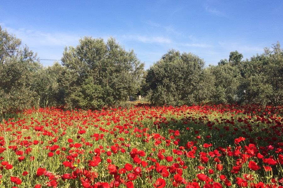 samos reisefuehrer-6